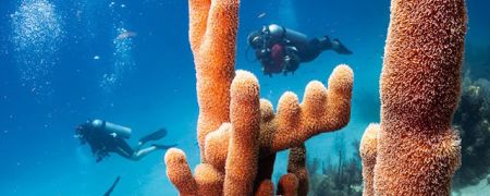 scuba divers having fun diving in Utila, Honduras.